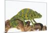 Meller'schameleon-DLILLC-Mounted Photographic Print