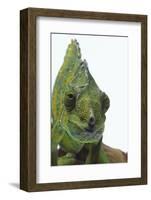 Meller'schameleon-DLILLC-Framed Photographic Print