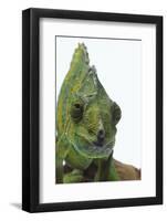 Meller'schameleon-DLILLC-Framed Photographic Print