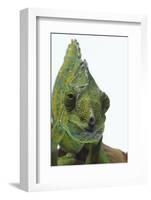 Meller'schameleon-DLILLC-Framed Photographic Print