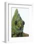 Meller'schameleon-DLILLC-Framed Photographic Print