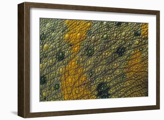 Meller'schameleon-DLILLC-Framed Photographic Print