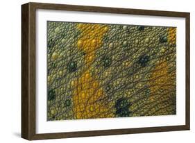 Meller'schameleon-DLILLC-Framed Photographic Print