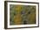 Meller'schameleon-DLILLC-Framed Photographic Print