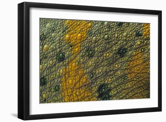 Meller'schameleon-DLILLC-Framed Photographic Print