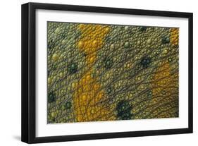 Meller'schameleon-DLILLC-Framed Photographic Print