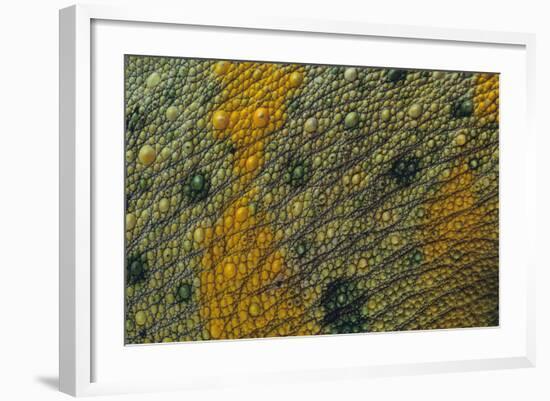 Meller'schameleon-DLILLC-Framed Photographic Print