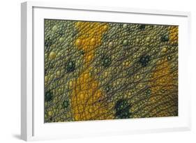 Meller'schameleon-DLILLC-Framed Photographic Print