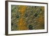 Meller'schameleon-DLILLC-Framed Photographic Print