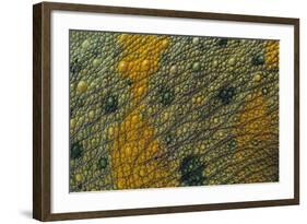 Meller'schameleon-DLILLC-Framed Photographic Print