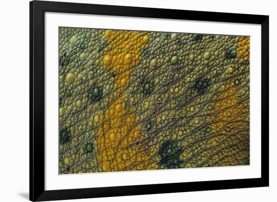 Meller'schameleon-DLILLC-Framed Photographic Print