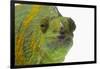 Meller'schameleon-DLILLC-Framed Photographic Print