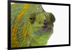 Meller'schameleon-DLILLC-Framed Photographic Print