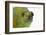 Meller'schameleon-DLILLC-Framed Photographic Print