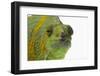 Meller'schameleon-DLILLC-Framed Photographic Print