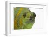 Meller'schameleon-DLILLC-Framed Photographic Print