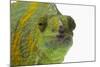 Meller'schameleon-DLILLC-Mounted Photographic Print