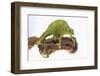 Meller'schameleon-DLILLC-Framed Photographic Print