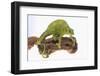 Meller'schameleon-DLILLC-Framed Photographic Print