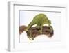 Meller'schameleon-DLILLC-Framed Photographic Print