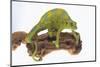 Meller'schameleon-DLILLC-Mounted Photographic Print