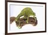 Meller'schameleon-DLILLC-Framed Photographic Print