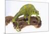Meller'schameleon-DLILLC-Mounted Photographic Print