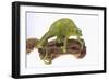 Meller'schameleon-DLILLC-Framed Photographic Print