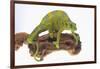 Meller'schameleon-DLILLC-Framed Photographic Print