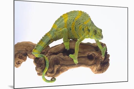 Meller'schameleon-DLILLC-Mounted Photographic Print