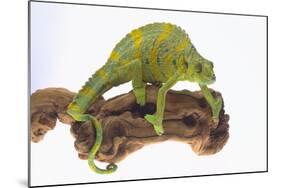 Meller'schameleon-DLILLC-Mounted Photographic Print