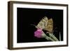 Mellicta Deione (Proven?Al Fritillary) - Mating-Paul Starosta-Framed Photographic Print