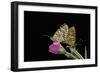 Mellicta Deione (Proven?Al Fritillary) - Mating-Paul Starosta-Framed Photographic Print