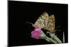 Mellicta Deione (Proven?Al Fritillary) - Mating-Paul Starosta-Mounted Photographic Print