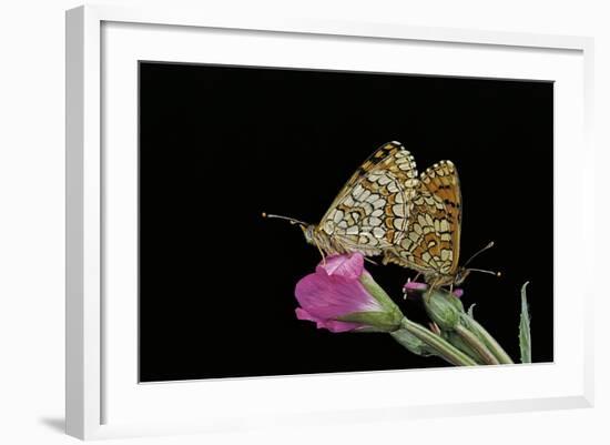 Mellicta Deione (Proven?Al Fritillary) - Mating-Paul Starosta-Framed Photographic Print