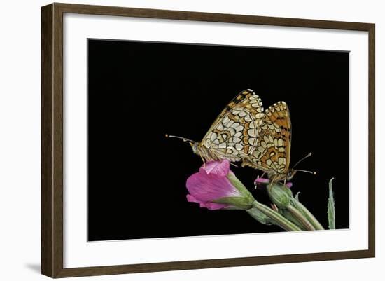 Mellicta Deione (Proven?Al Fritillary) - Mating-Paul Starosta-Framed Photographic Print