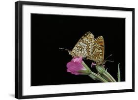 Mellicta Deione (Proven?Al Fritillary) - Mating-Paul Starosta-Framed Photographic Print