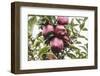 Mellow Apples of the Sort Red Delicious on an Apple Tree, a Backlit Shot-Petra Daisenberger-Framed Photographic Print