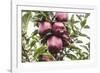 Mellow Apples of the Sort Red Delicious on an Apple Tree, a Backlit Shot-Petra Daisenberger-Framed Photographic Print