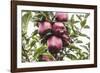 Mellow Apples of the Sort Red Delicious on an Apple Tree, a Backlit Shot-Petra Daisenberger-Framed Photographic Print