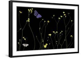 Mellow Flitter-Wild Wonders of Europe-Framed Giclee Print