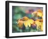 Mellow Yellows II-Sonja Quintero-Framed Photographic Print