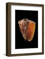 Melo Broderipii-Paul Starosta-Framed Photographic Print