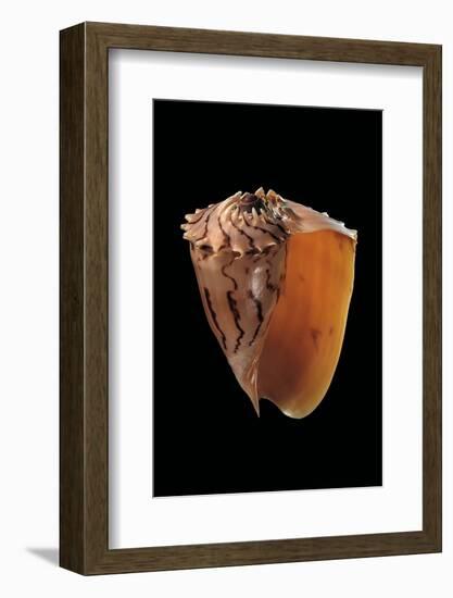 Melo Broderipii-Paul Starosta-Framed Photographic Print