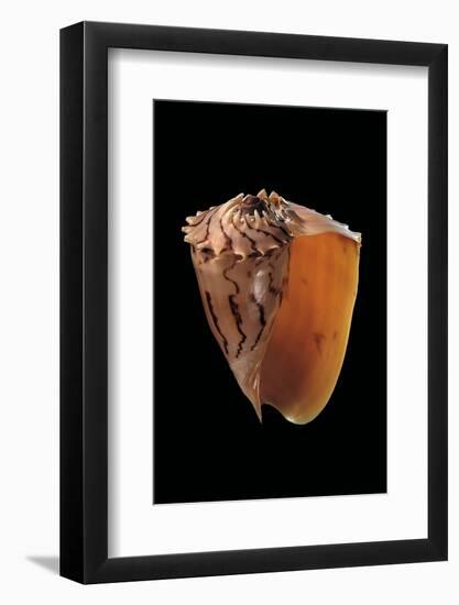 Melo Broderipii-Paul Starosta-Framed Photographic Print