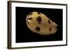 Melo Melo-Paul Starosta-Framed Photographic Print