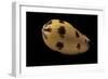 Melo Melo-Paul Starosta-Framed Photographic Print