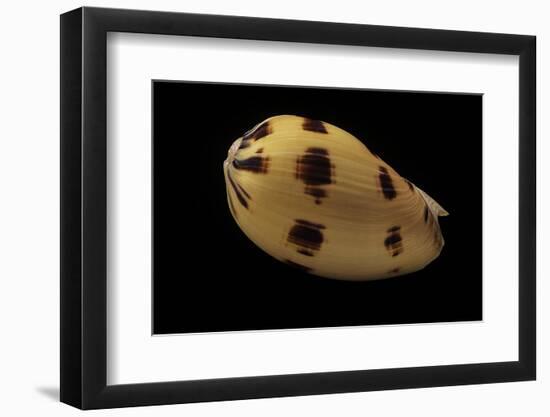 Melo Melo-Paul Starosta-Framed Photographic Print