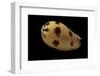 Melo Melo-Paul Starosta-Framed Photographic Print