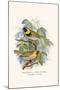 Melodius or Cuba Finch-F.w. Frohawk-Mounted Art Print